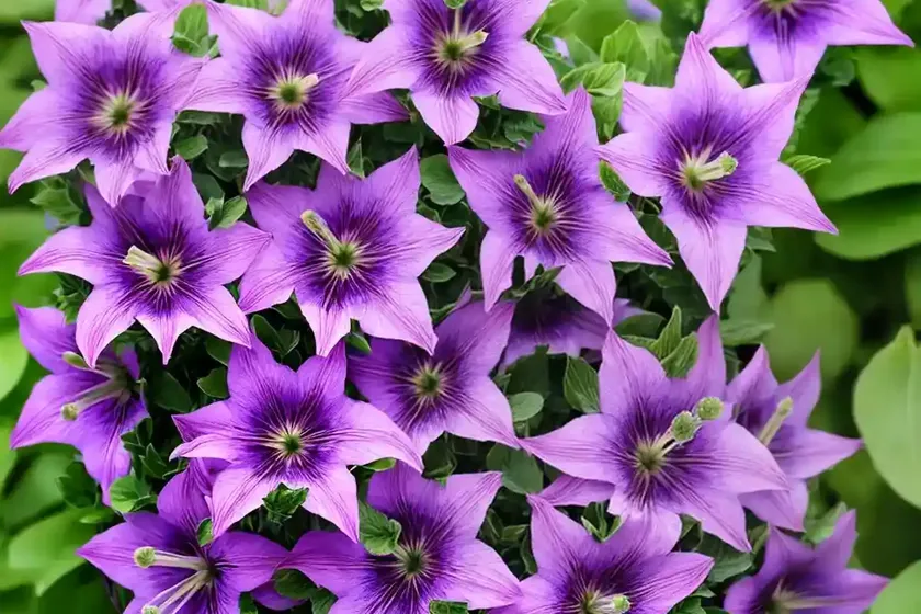 Campanula Glomerata ‘Caroline’ (Clustered Bellflower) — photo 2