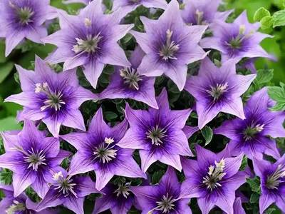 Campanula Glomerata ‘Caroline’ (Clustered Bellflower)