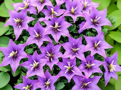 Campanula Glomerata ‘Superba’ (Clustered Bellflower)