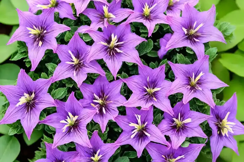 Campanula glomerata ‘superba’ (clustered bellflower)