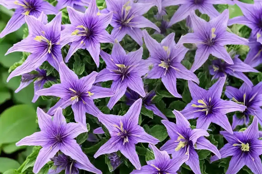Campanula glomerata var. acaulis (clustered bellflower) — photo 2
