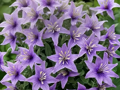 Campanula Glomerata Var. Alba (Clustered Bellflower)
