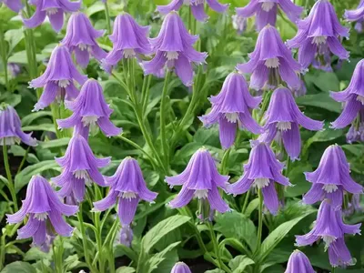 Campanula Lactiflora ‘Loddon Anna’ (Milky Bellflower)