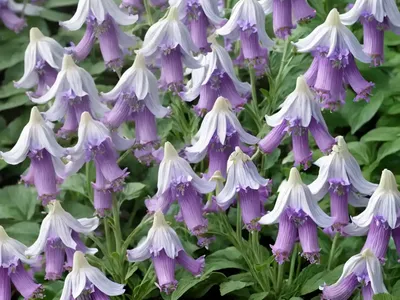 Campanula Lactiflora ‘Prichard’s Variety’ (Milky Bellflower)
