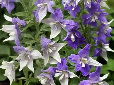 Campanula Persicifolia ‘Alba’ (Peach-Leaved Bellflower)