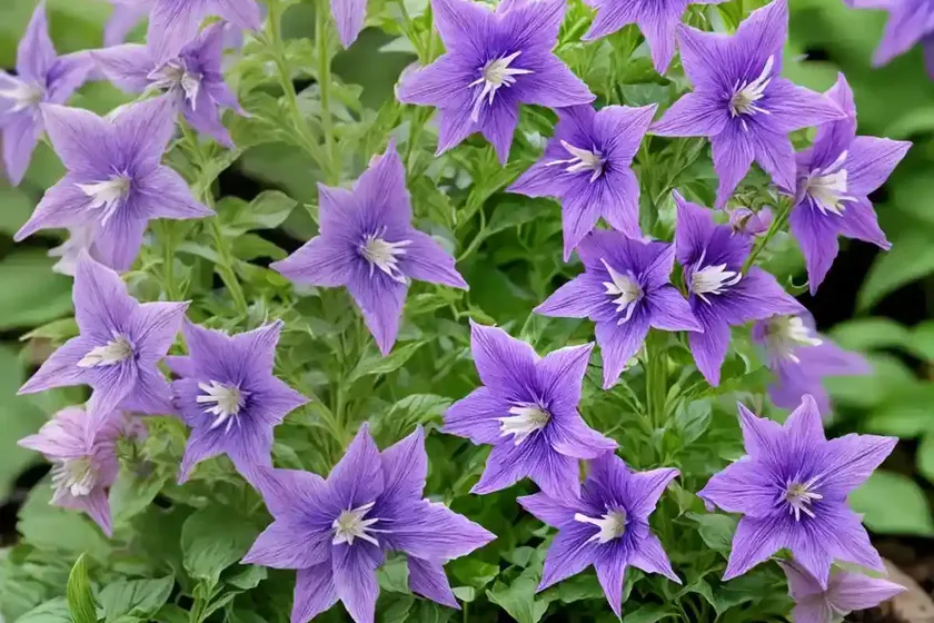 Campanula Persicifolia ‘Chettle Charm’ (Peach-Leaved Bellflower) — photo 3