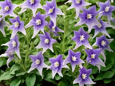 Campanula Persicifolia ‘Chettle Charm’ (Peach-Leaved Bellflower)