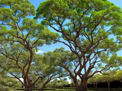 Camphor Tree (Cinnamomum Camphora)