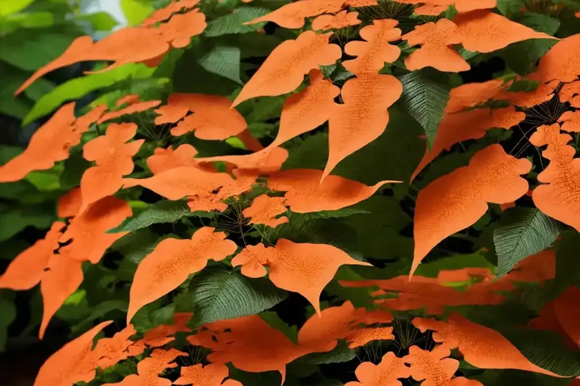 Campsis grandiflora (chinese trumpet creeper) — photo 2