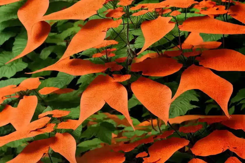 Campsis grandiflora (chinese trumpet creeper) — photo 3