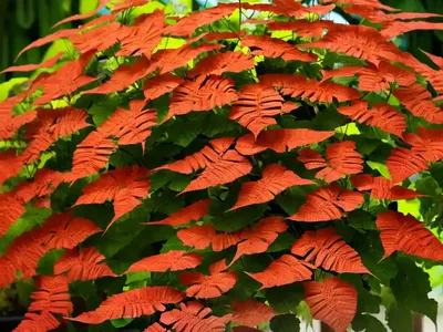 Campsis Grandiflora (Chinese Trumpet Creeper)
