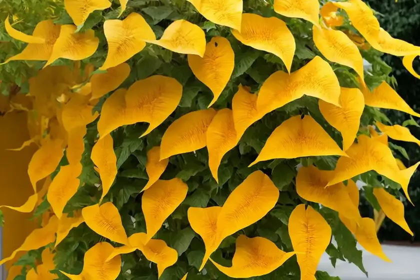 Campsis radicans f. flava (yellow trumpet vine) — photo 3