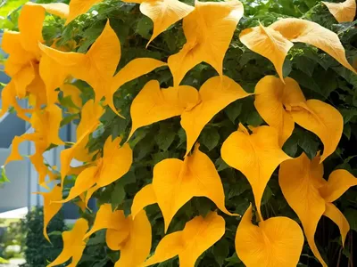 Campsis Radicans F. Flava (Yellow Trumpet Vine)