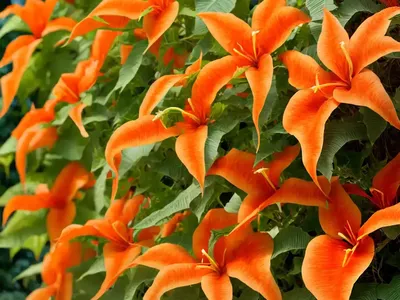 Campsis Radicans (Trumpet Vine)