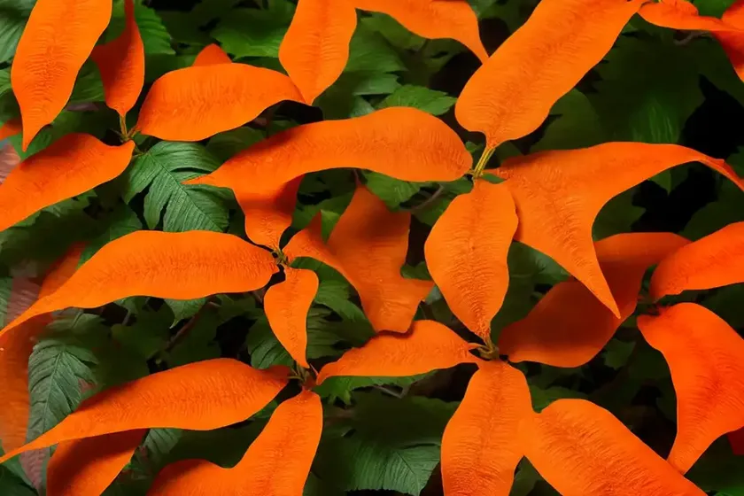 Campsis x tagliabuana ‘indian summer’ (trumpet creeper) — photo 2