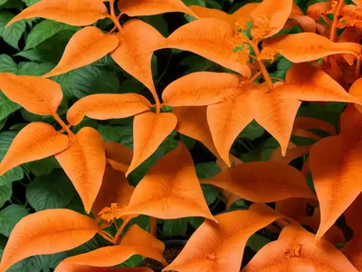 Campsis X Tagliabuana ‘Indian Summer’ (Trumpet Creeper)
