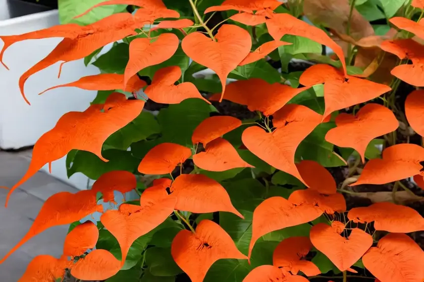 Campsis x tagliabuana ‘madame galen’ (trumpet creeper) — photo 3