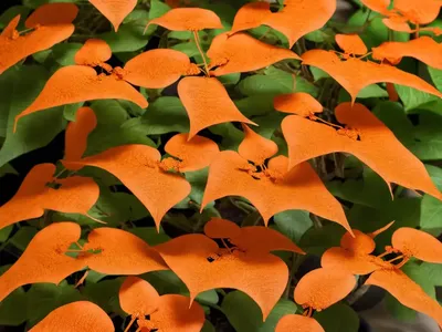 Campsis X Tagliabuana ‘Madame Galen’ (Trumpet Creeper)