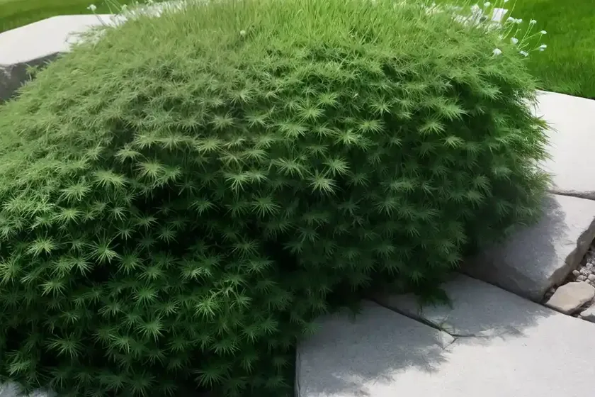 Canada bluegrass (poa compressa) — photo 3