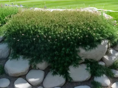 Canada Bluegrass (Poa Compressa)