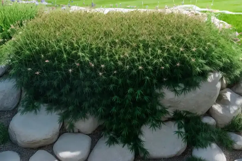 Canada bluegrass (poa compressa)
