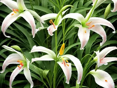 Canada Lily (Lilium Canadense)