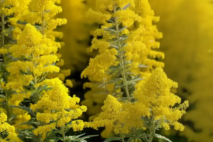 Canadian goldenrod (solidago canadensis) — photo 2