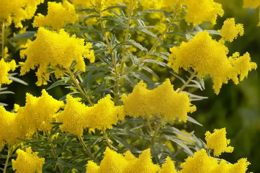 Canadian goldenrod (solidago canadensis) — photo 3