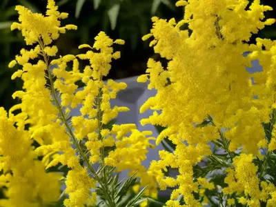 Canadian Goldenrod (Solidago Canadensis)