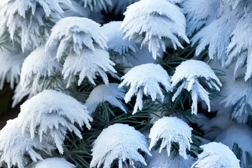 Canadian Hemlock (Tsuga Canadensis ‘Moon Frost’) — photo 2