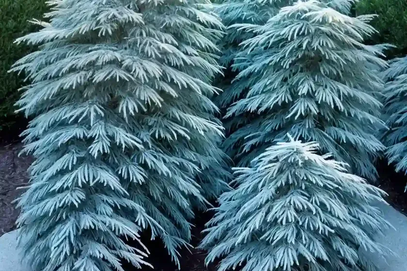 Canadian Hemlock (Tsuga Canadensis ‘Moon Frost’) — photo 3