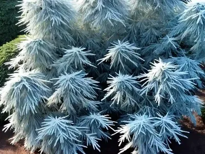 Canadian Hemlock (Tsuga Canadensis ‘Moon Frost’)