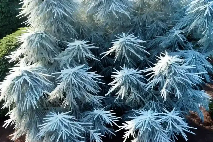 Canadian Hemlock (Tsuga Canadensis ‘Moon Frost’)