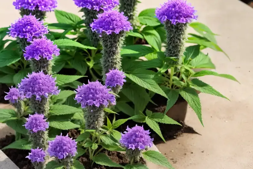 Cancer Weed (Salvia Lyrata) — photo 2