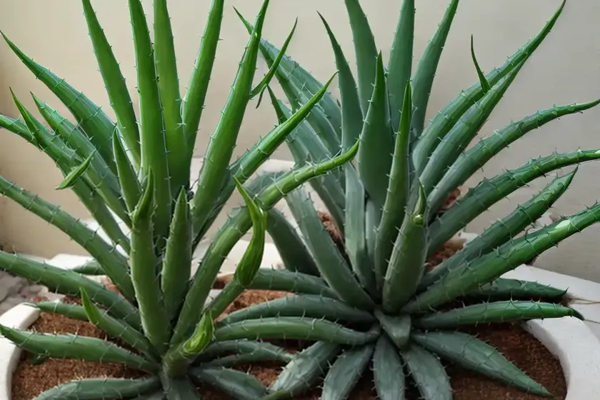 Candelabra aloe (aloe arborescens) — photo 2
