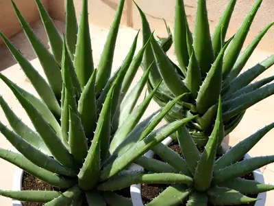 Candelabra Aloe (Aloe Arborescens)