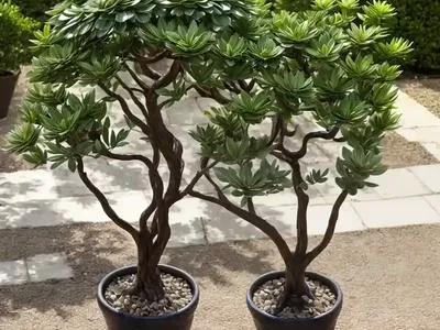 Candelabra Tree (Euphorbia Cooperi)