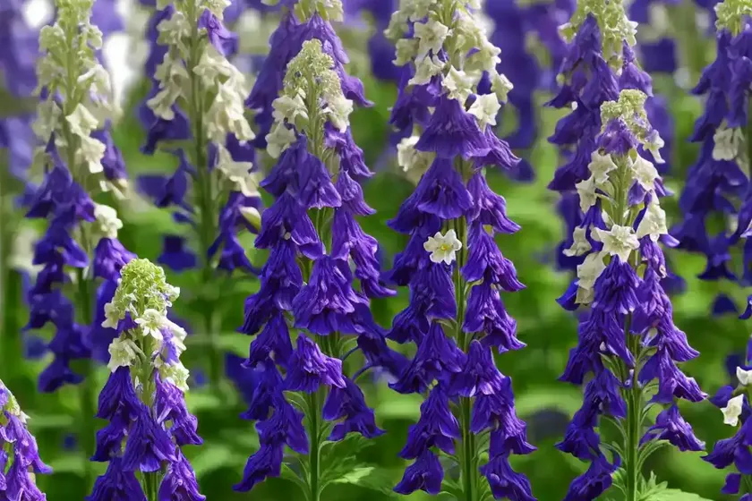 Candle larkspur (delphinium elatum aurora white)
