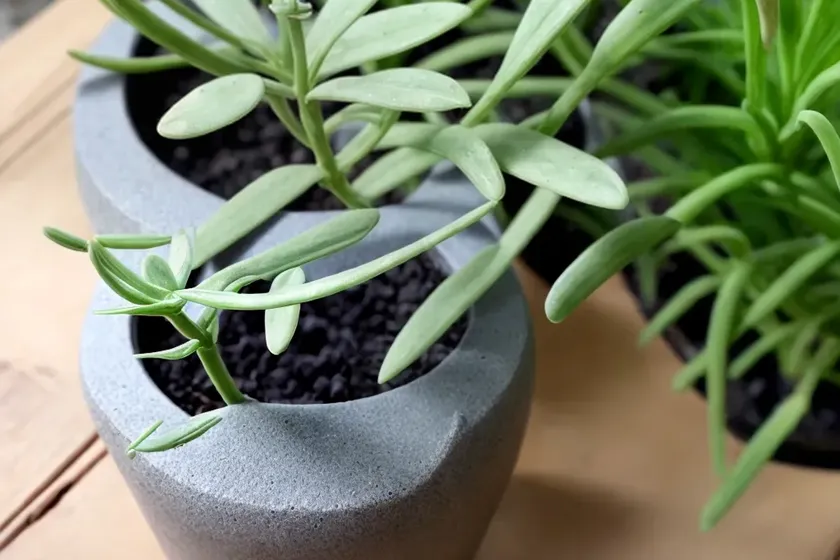 Candle plant (senecio articulatus) — photo 3