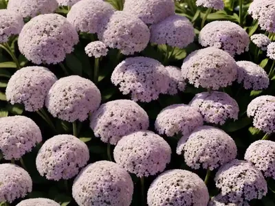 Candytuft (Iberis ‘IB2401’ ABSOLUTELY AMETHYST)