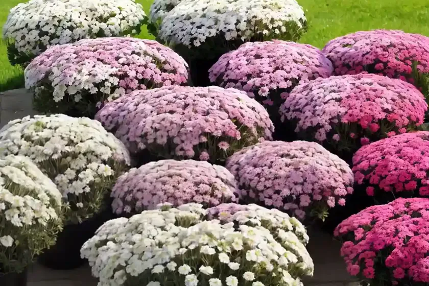 Candytuft (iberis sempervirens) — photo 2