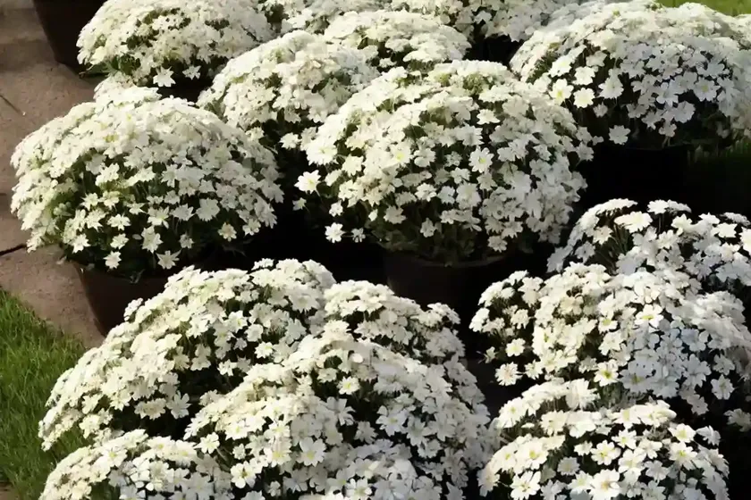Candytuft (iberis sempervirens) — photo 3