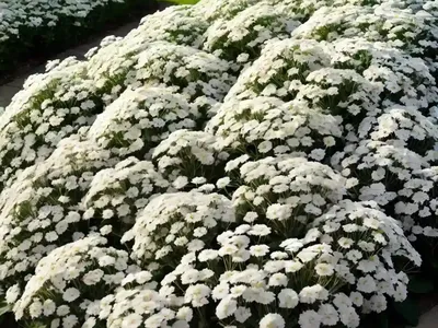 Candytuft (Iberis Sempervirens)
