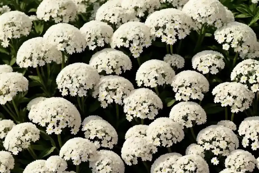 Candytuft (iberis sempervirens ‘alexander’s white’) — photo 3
