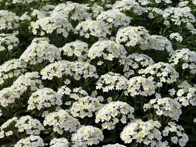 Candytuft (Iberis Sempervirens ‘Alexander’s White’)
