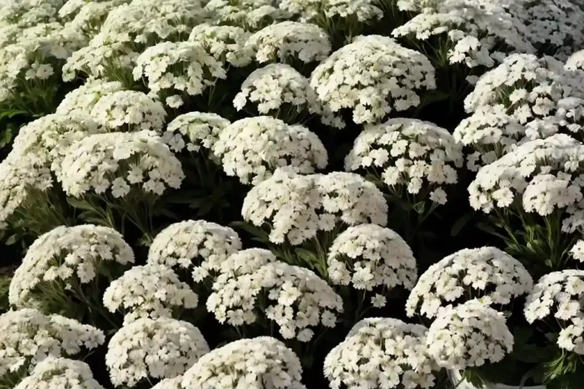 Candytuft (iberis sempervirens ‘purity’) — photo 2
