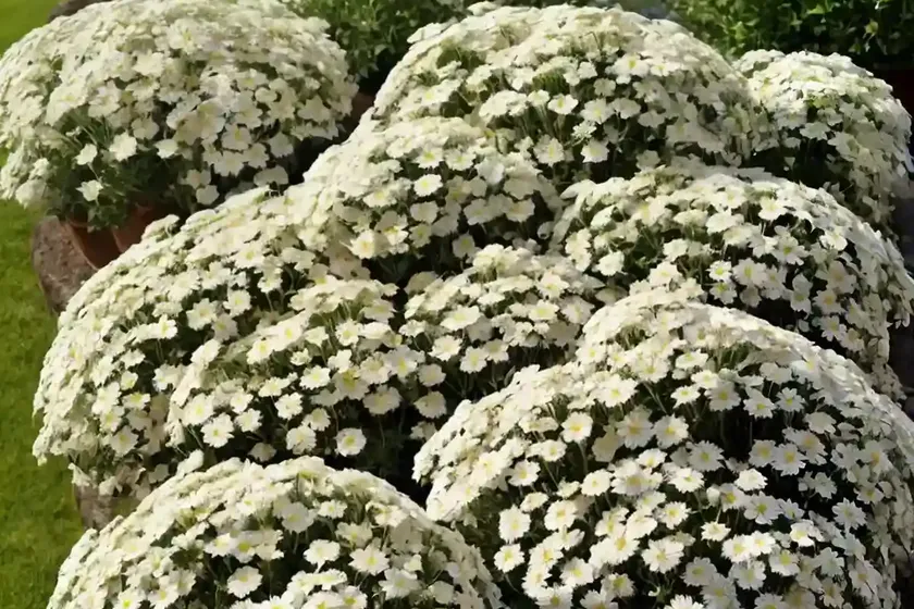 Candytuft (iberis sempervirens ‘purity’) — photo 3