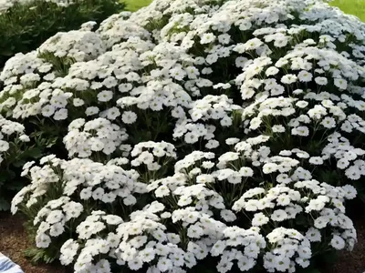 Candytuft (Iberis Sempervirens ‘Purity’)
