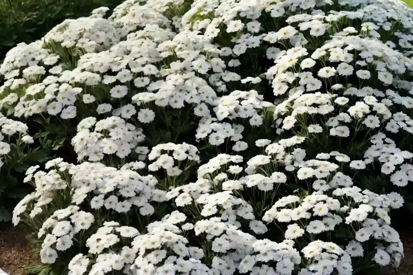 Candytuft (iberis sempervirens ‘purity’)