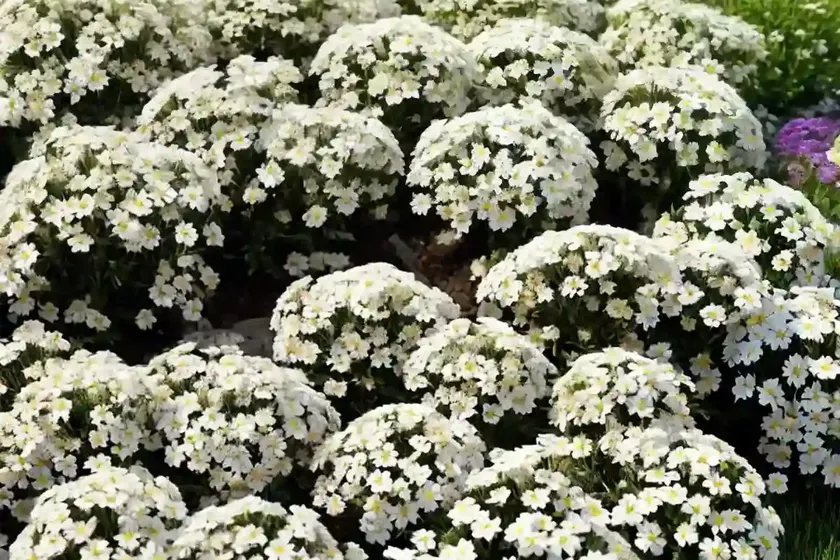 Candytuft (iberis sempervirens ‘pygmaea’) — photo 2